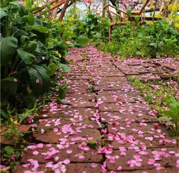 桃花雨_副本.jpg